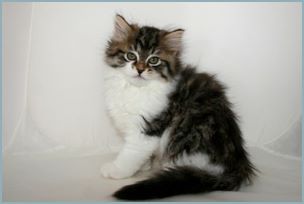 Female Siberian Kitten from Deedlebug Siberians